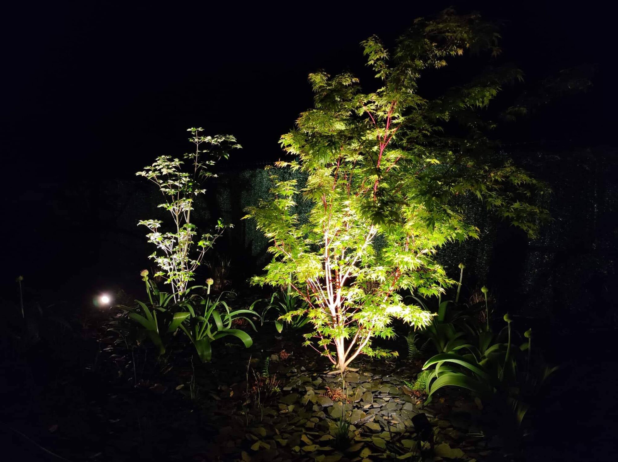 Eclairage Au Pied Des Arbres