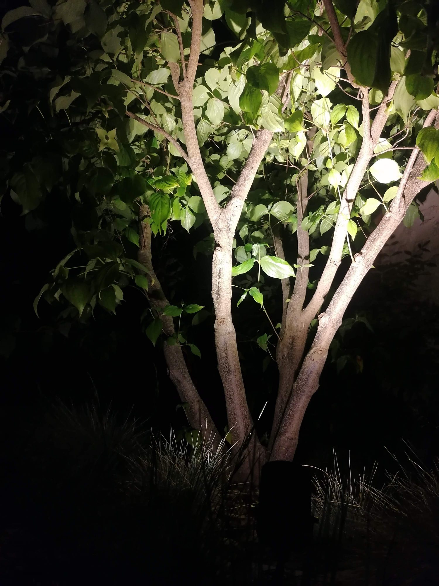 Eclairage Au Pied Des Arbres