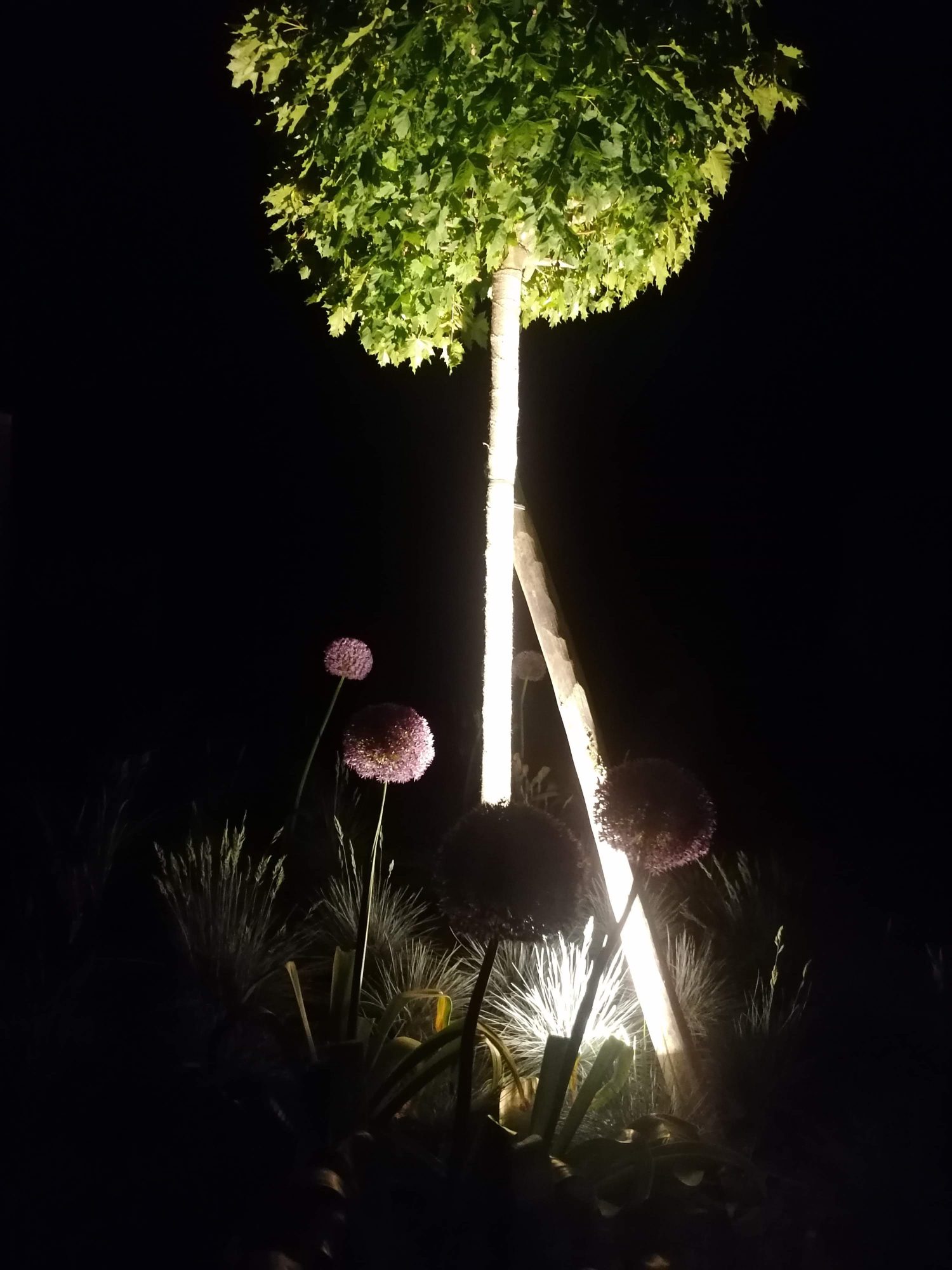 Eclairage Au Pied Des Arbres