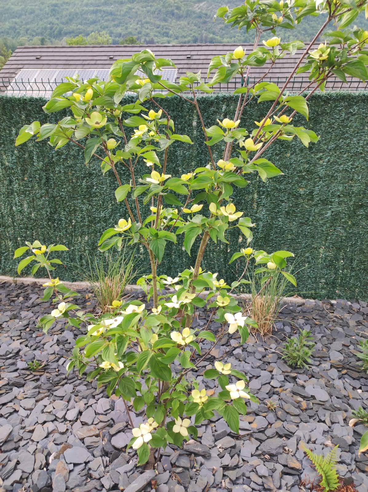 Le Cornus Kousa